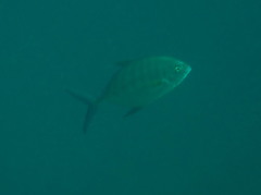 Ferdauia ferdau
