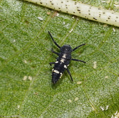 Coelophora inaequalis