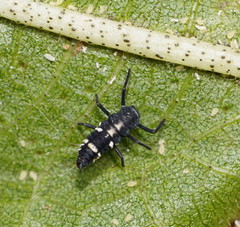 Coelophora inaequalis