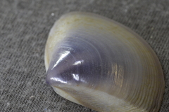 Austromactra contraria