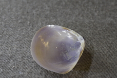 Austromactra contraria