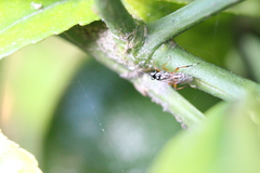 Glabridorsum stokesii