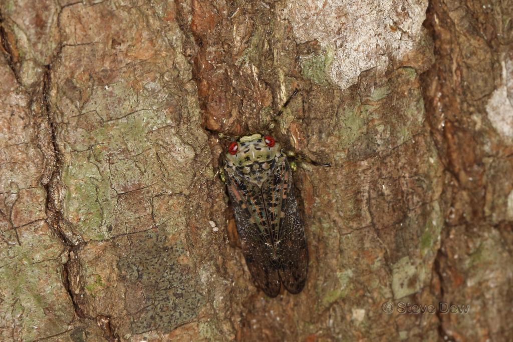 Desudaboides nigrifrons