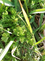 Cotula discolor