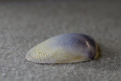 Austromactra contraria