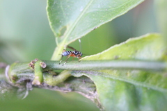 Glabridorsum stokesii
