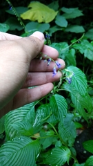 Rhynchoglossum