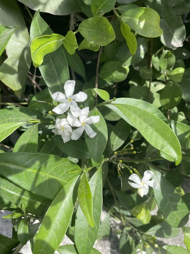 Tabernaemontana divaricata