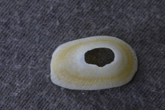 Tugali parmophoidea