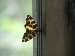 Insecta