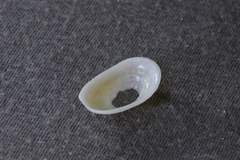 Tugali parmophoidea