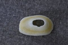 Tugali parmophoidea