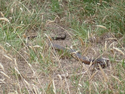 Lowlands Copperhead sighting