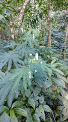 Zapoteca portoricensis