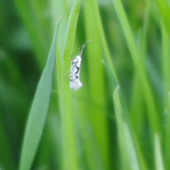 Rhigognostis interrupta