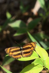Pantoporia paraka