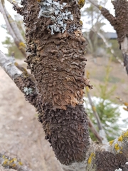 Melanohalea exasperata