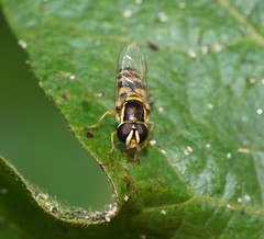 Ischiodon scutellaris