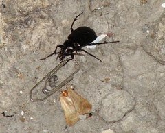 Insecta