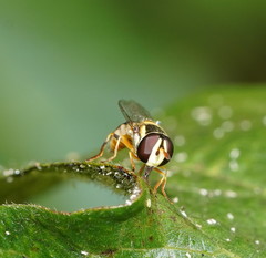 Ischiodon scutellaris