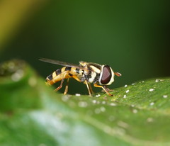 Ischiodon scutellaris