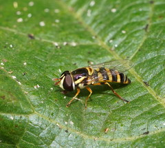 Ischiodon scutellaris