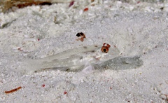 Flasher Sand-Goby photo 5