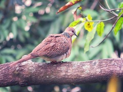 Streptopelia chinensis