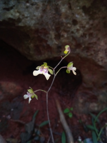 Eulophia analavelensis image