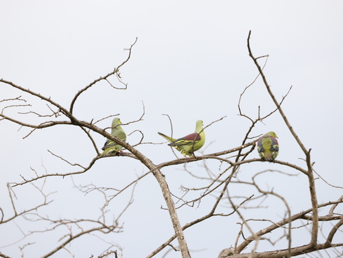 Colombar pompadour (Treron pompadora)