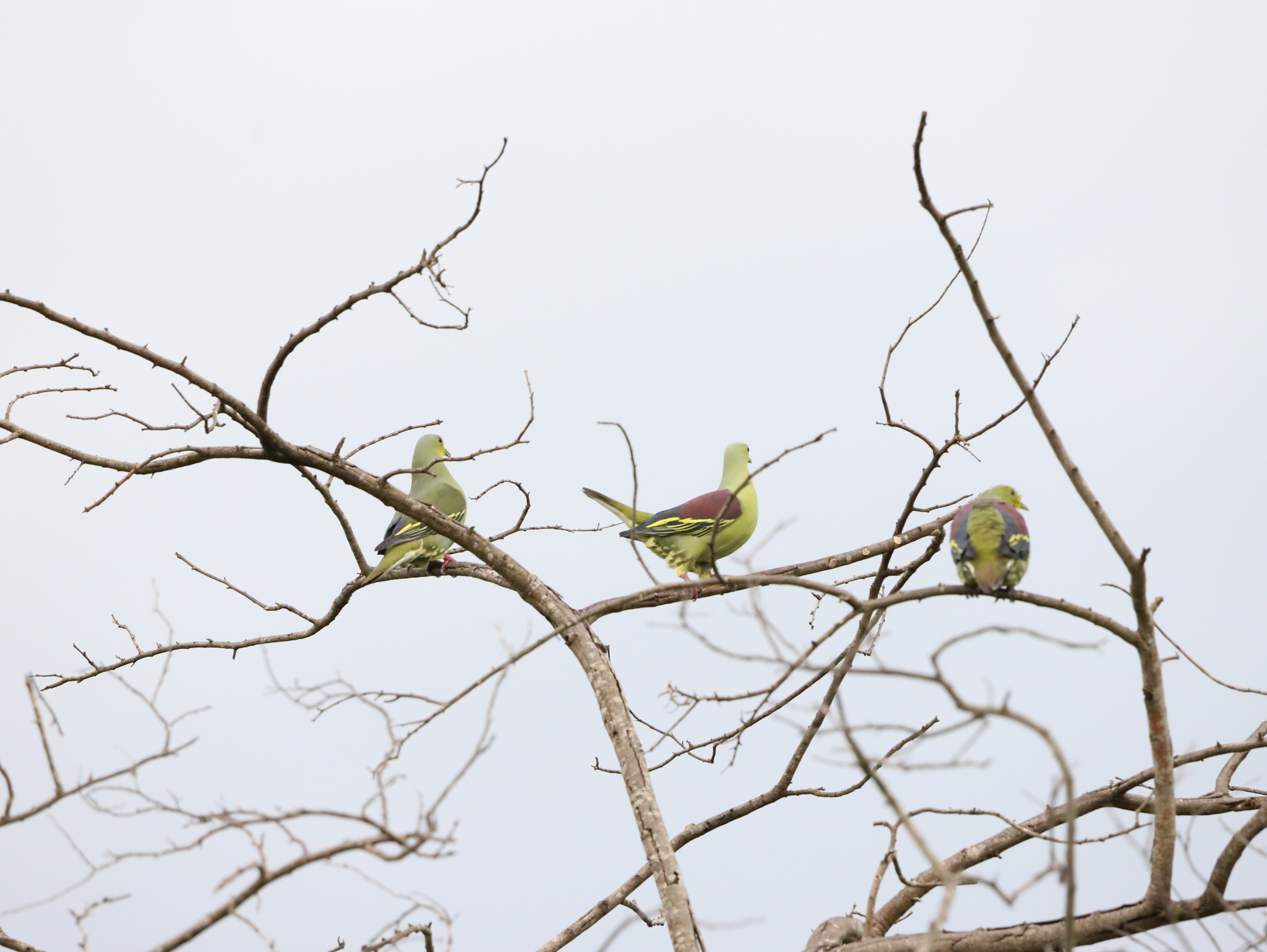 Sri Lanka Green-Pigeon (Treron pompadora)