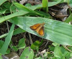 Insecta