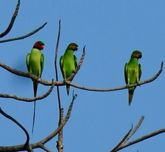 Psittacula longicauda