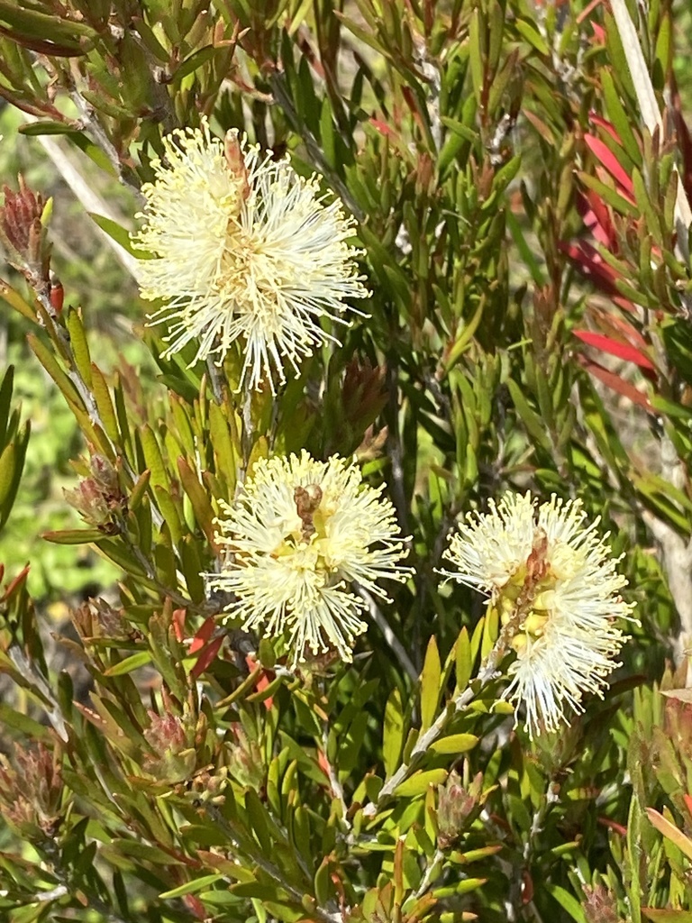 Alpine Bottlebrush from Bimberi Nature Reserve, Cotter River, ACT, AU ...