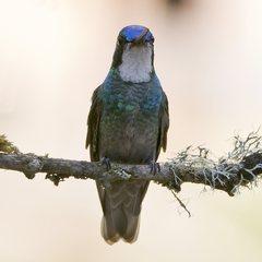 Lampornis castaneoventris