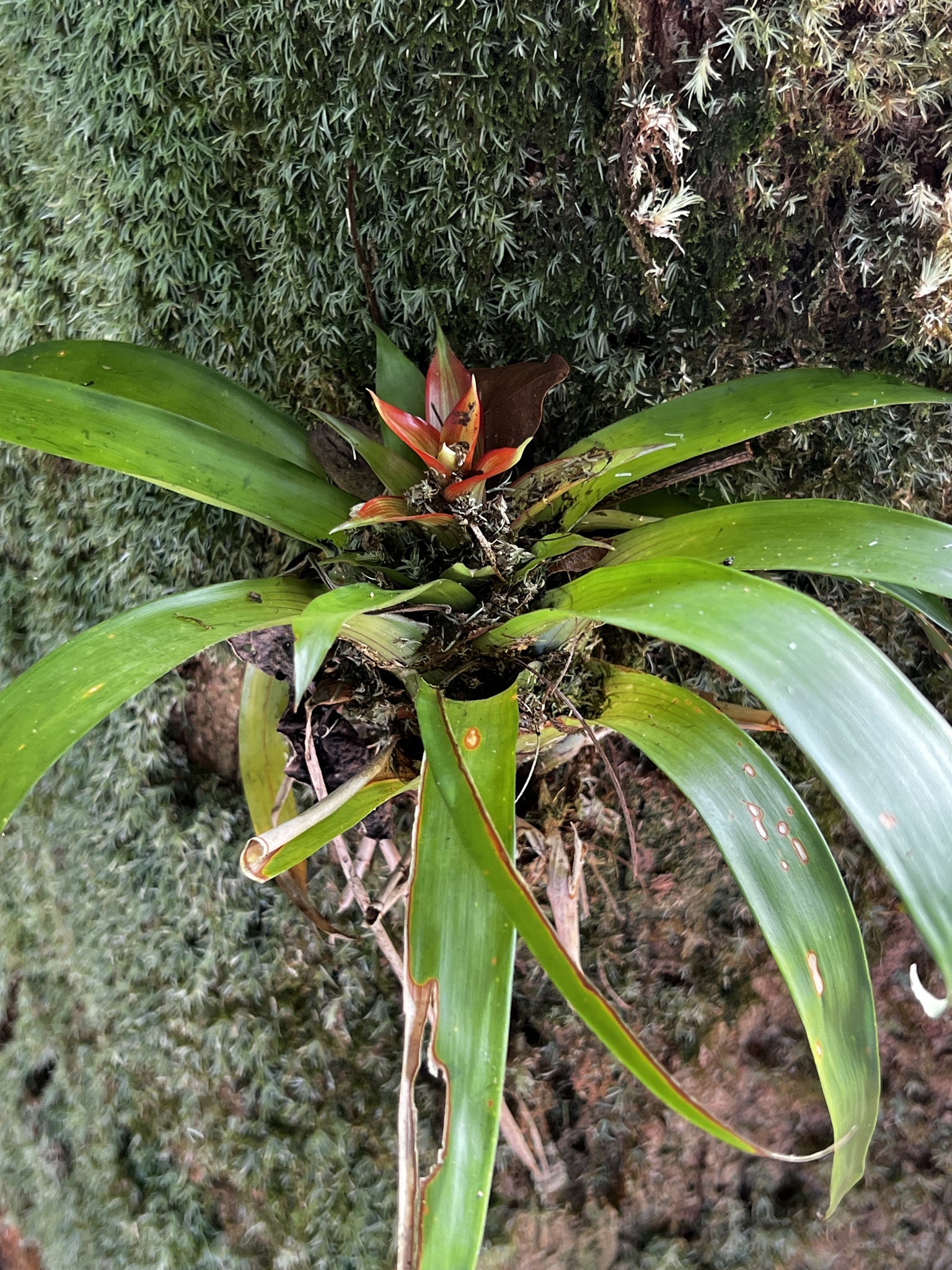 Imagem de Bromélia