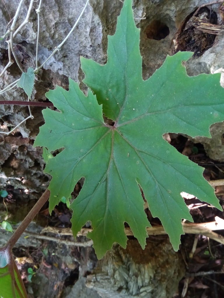 Begonia antsiranensis