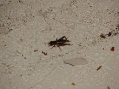 Insecta