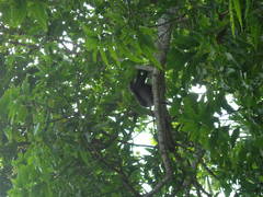 Semnopithecus vetulus