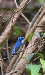 Ficedula superciliaris