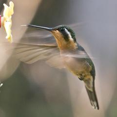 Lampornis castaneoventris