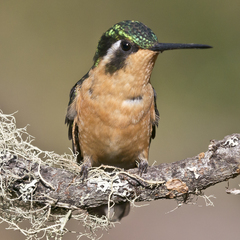 Lampornis castaneoventris