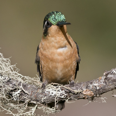 Lampornis castaneoventris