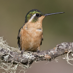 Lampornis castaneoventris