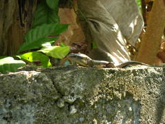 Eutropis lankae