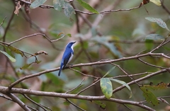 Ficedula superciliaris