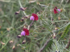 Lathyrus clymenum