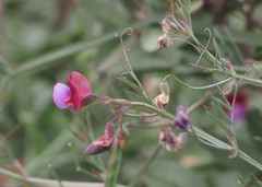 Lathyrus clymenum