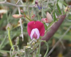 Lathyrus clymenum