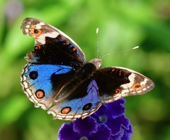 Junonia orithya wallacei